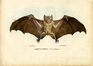 Egipski nietoperz owocowy, 1863-79